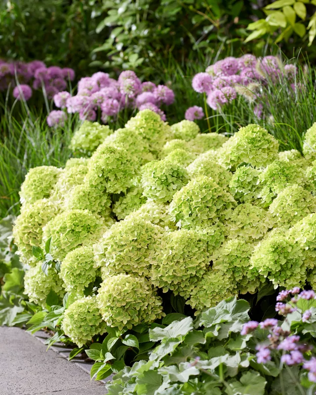 Hydrangea-Groundbreaker-Greeny.