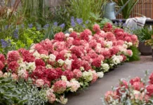 Hydrangea Groundbreaker®: Zwei neue Farben Hydrangea Bodendecker Groundbreaker