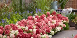 Hydrangea Groundbreaker®: Zwei neue Farben Hydrangea Bodendecker Groundbreaker
