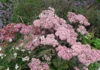 Zwitschern lässt sich pflanzen! Wie Sie mit Stauden für die Vogelwelt sorgen Sedum