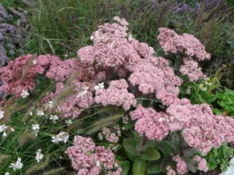 Zwitschern lässt sich pflanzen! Wie Sie mit Stauden für die Vogelwelt sorgen Sedum