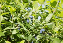 Haskap-Beeren vom Oberzinggenhof Lonicera mit Früchten - Haskapbeere