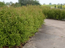 Alternative zur Lorbeerkirsche – der glänzende Liguster Ligustrum Green Screen