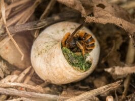Herbstpflege, die summt: Den Garten und Wildbienen fit für den Winter machen Wildbiene im Schneckenhaus