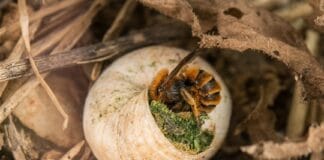 Herbstpflege, die summt: Den Garten und Wildbienen fit für den Winter machen Wildbiene im Schneckenhaus