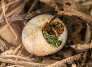 Herbstpflege, die summt: Den Garten und Wildbienen fit für den Winter machen Wildbiene im Schneckenhaus