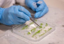 Biohybride Pflanzen: unibz entwickelt „Superpflanzen“ für eine bessere Umwelt