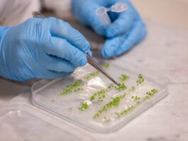 Biohybride Pflanzen: unibz entwickelt „Superpflanzen“ für eine bessere Umwelt