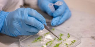 Biohybride Pflanzen: unibz entwickelt „Superpflanzen“ für eine bessere Umwelt