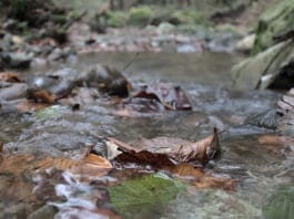 Zeitliche Veränderungen im Laubfall haben Folgen für Flohkrebse Laub in Bach