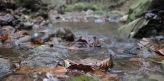 Zeitliche Veränderungen im Laubfall haben Folgen für Flohkrebse Laub in Bach