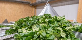 Nüsslisalat: Ganzjähriger Vitaminchampion Nüsslisalat