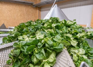 Nüsslisalat: Ganzjähriger Vitaminchampion Nüsslisalat