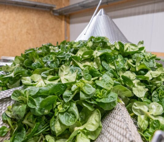 Nüsslisalat: Ganzjähriger Vitaminchampion Nüsslisalat