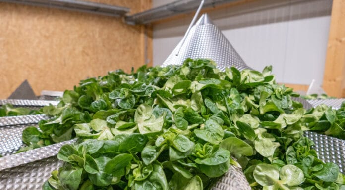 Nüsslisalat: Ganzjähriger Vitaminchampion Nüsslisalat