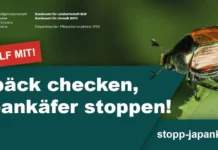 Kampagne «Stopp Japankäfer» lanciert Initiative des Bundes zum Stopp des Japankäfers