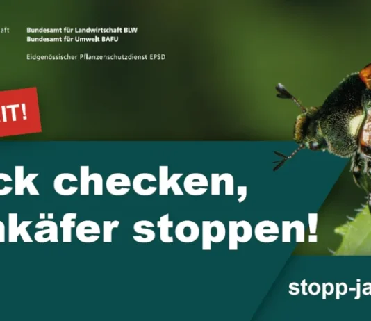 Kampagne «Stopp Japankäfer» lanciert Initiative des Bundes zum Stopp des Japankäfers