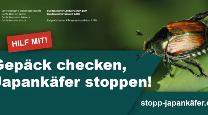 Kampagne «Stopp Japankäfer» lanciert Initiative des Bundes zum Stopp des Japankäfers